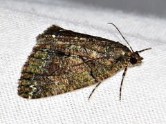 Xylopteryx arcuata