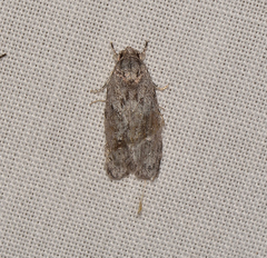 Acantholena