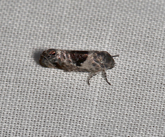 Eupselia carpocapsella
