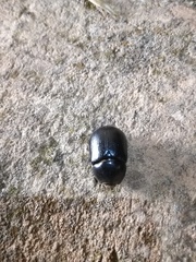 Pentodon bidens punctatus