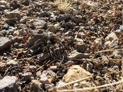 Aphonopelma parvum