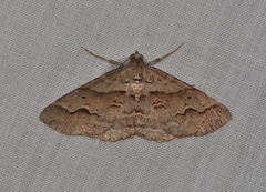 Syneora fractata