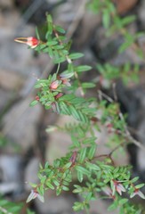 Darwinia citriodora