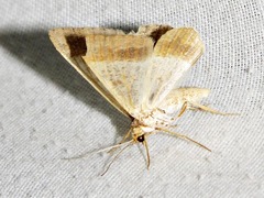 Isturgia deerraria