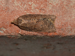 Meritastis laganodes