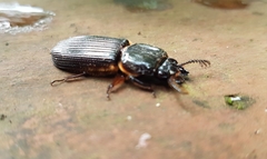 Passalus