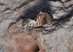 Eupselia carpocapsella