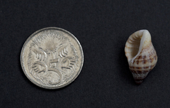 Agnewia tritoniformis