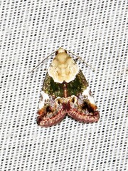 Hypercodia wheeleri