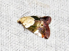 Hypercodia wheeleri