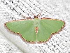 Heterorachis devocata devocata