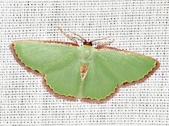 Heterorachis devocata devocata