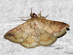 Ericeia sobria