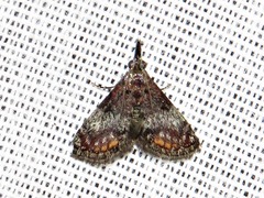 Rhynchopaschia melanolopha