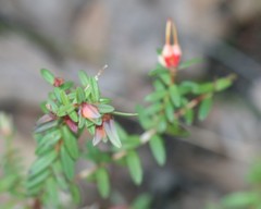 Darwinia citriodora