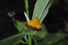 Pyrausta bicoloralis