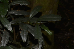 Beilschmiedia elliptica