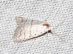 Meganola leucalea
