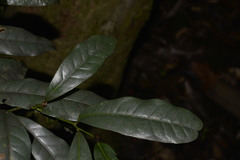 Beilschmiedia elliptica