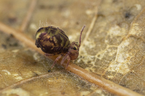 Dicyrtomina ornata, photo 5 of 10