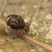 Dicyrtomina minuta ornata - Photo (c) solomon v. hendrix, some rights reserved (CC BY-NC), uploaded by solomon v. hendrix