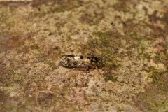 Lepidopsocidae
