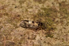 Lepidopsocidae