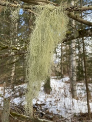 Ramalina thrausta