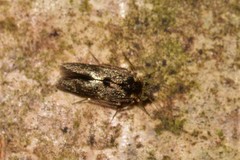 Lepidopsocidae