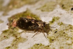 Lepidopsocidae