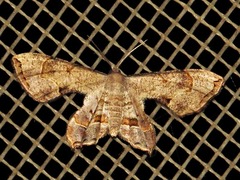 Epiplema inconspicua