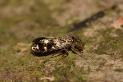 Lepidopsocidae