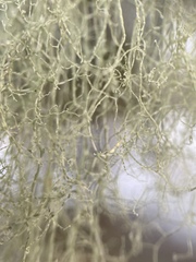 Ramalina thrausta