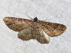 Horisme punctiscripta