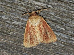 Aspidifrontia rufescens