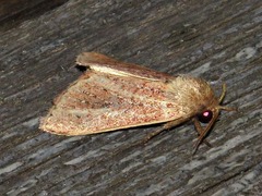 Aspidifrontia rufescens