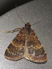 Hydrillodes uliginosalis