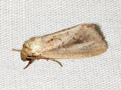 Aspidifrontia rufescens