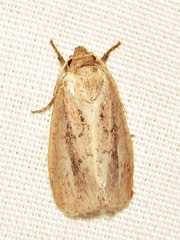 Aspidifrontia rufescens