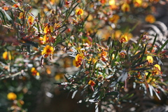 Bossiaea linophylla
