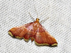 Endotricha erythralis