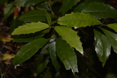 Polyosma cunninghamii