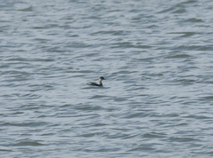 Podiceps nigricollis