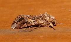 Spodoptera ornithogalli image