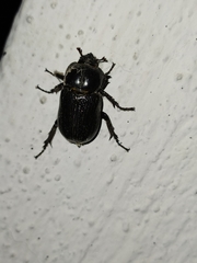 Phileurus