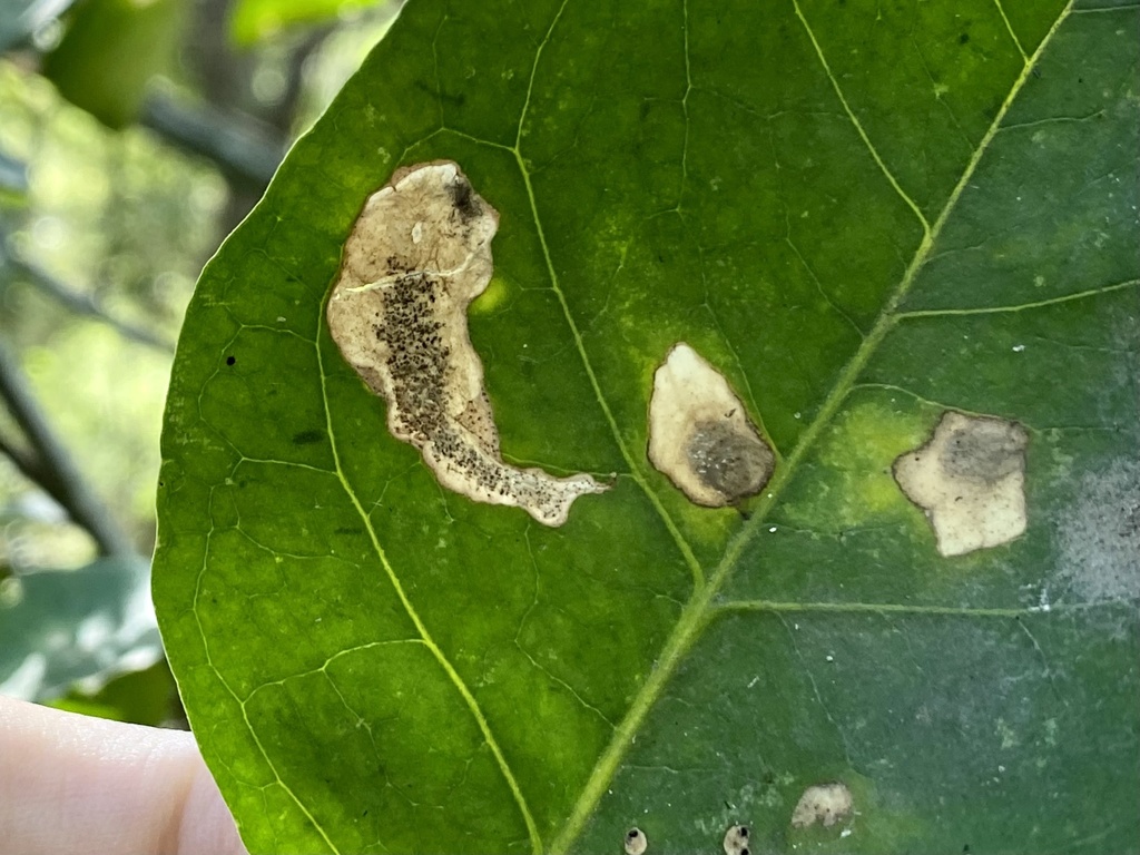 Nealyda pisoniae