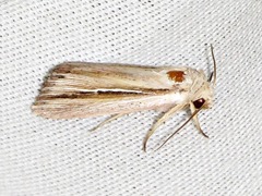 Mythimna sarca