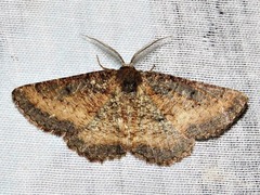 Aphilopota subalbata