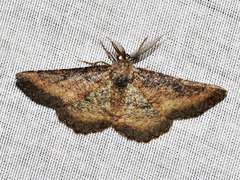 Aphilopota subalbata