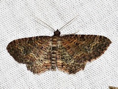 Horisme obscurata obscurata